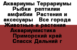 Аквариумы.Террариумы.Рыбки, рептилии, амфибии. Растения и аксесуары - Все города Животные и растения » Аквариумистика   . Приморский край,Спасск-Дальний г.